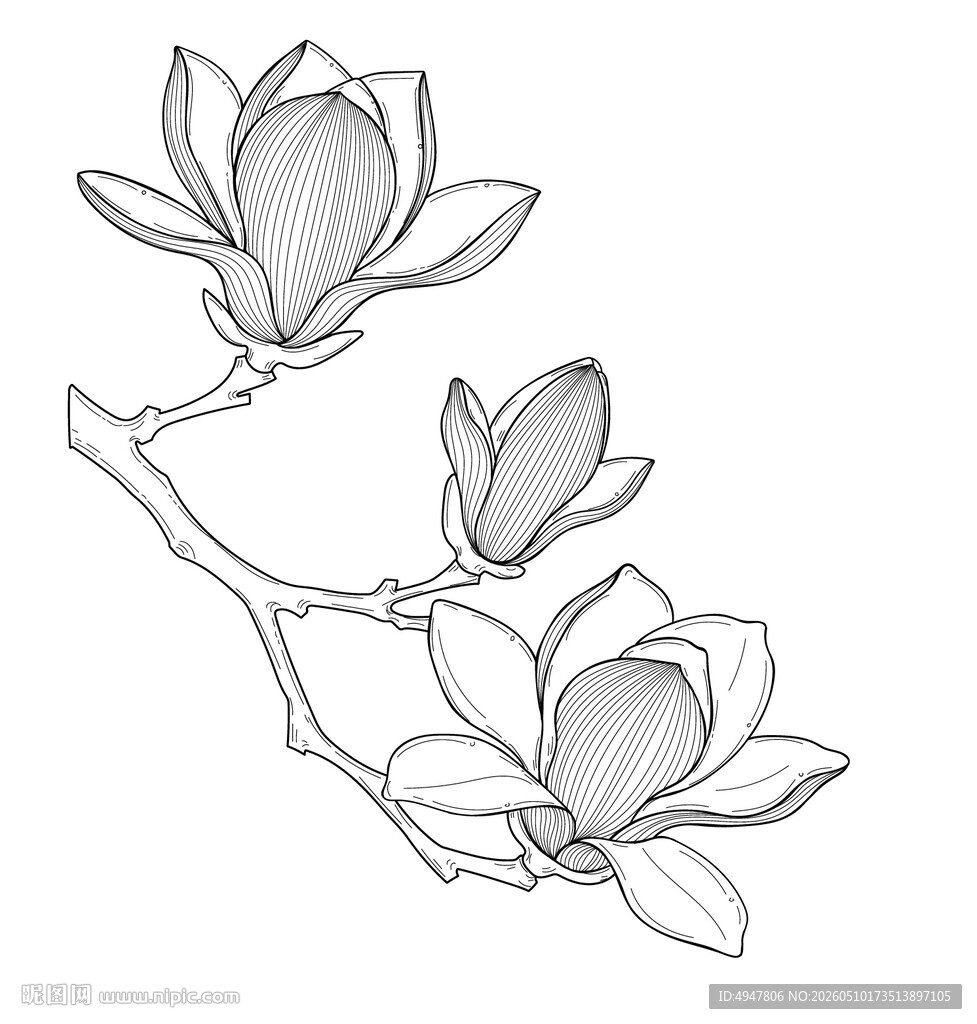 玉兰花枝线描图 矢量图