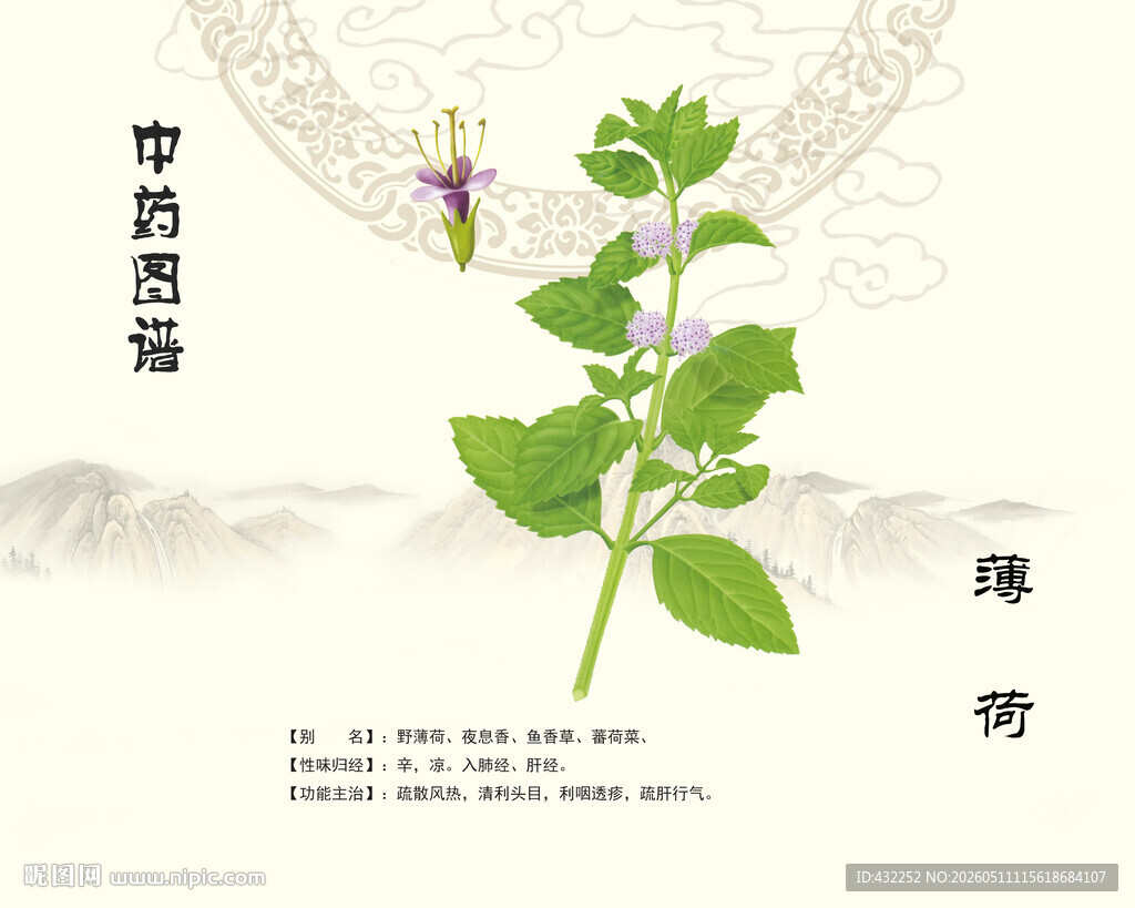 中草药薄荷植株特写