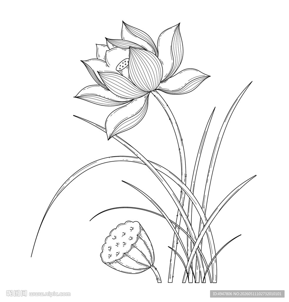 白描荷花图  矢量图