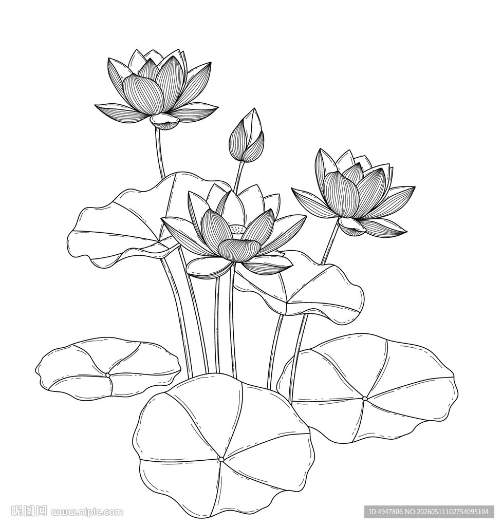 水墨风荷花线稿图 矢量图