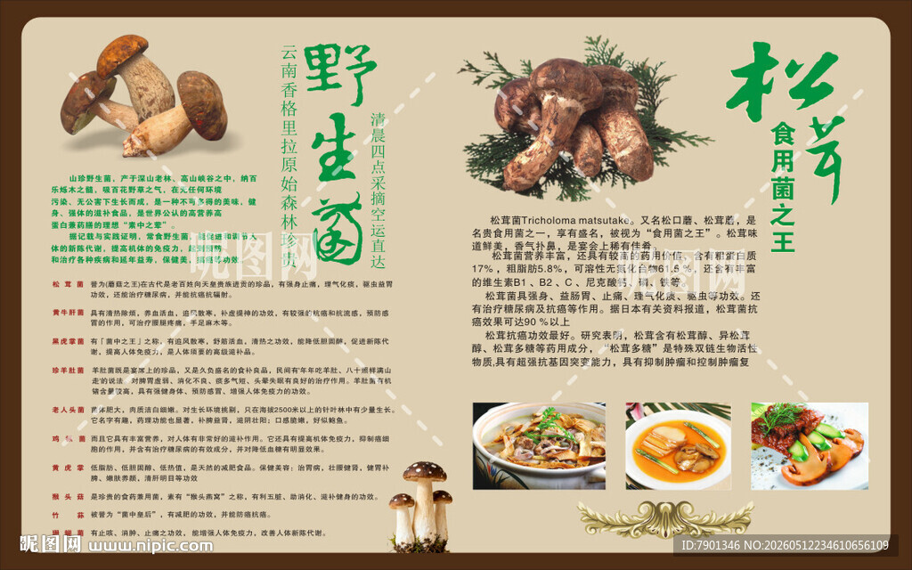 野生菌海报