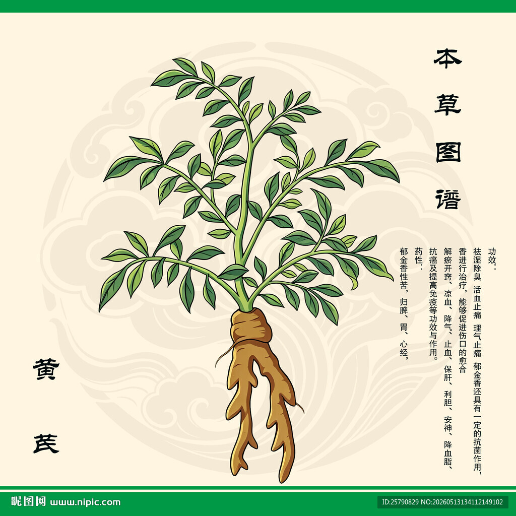 黄芪植物图示