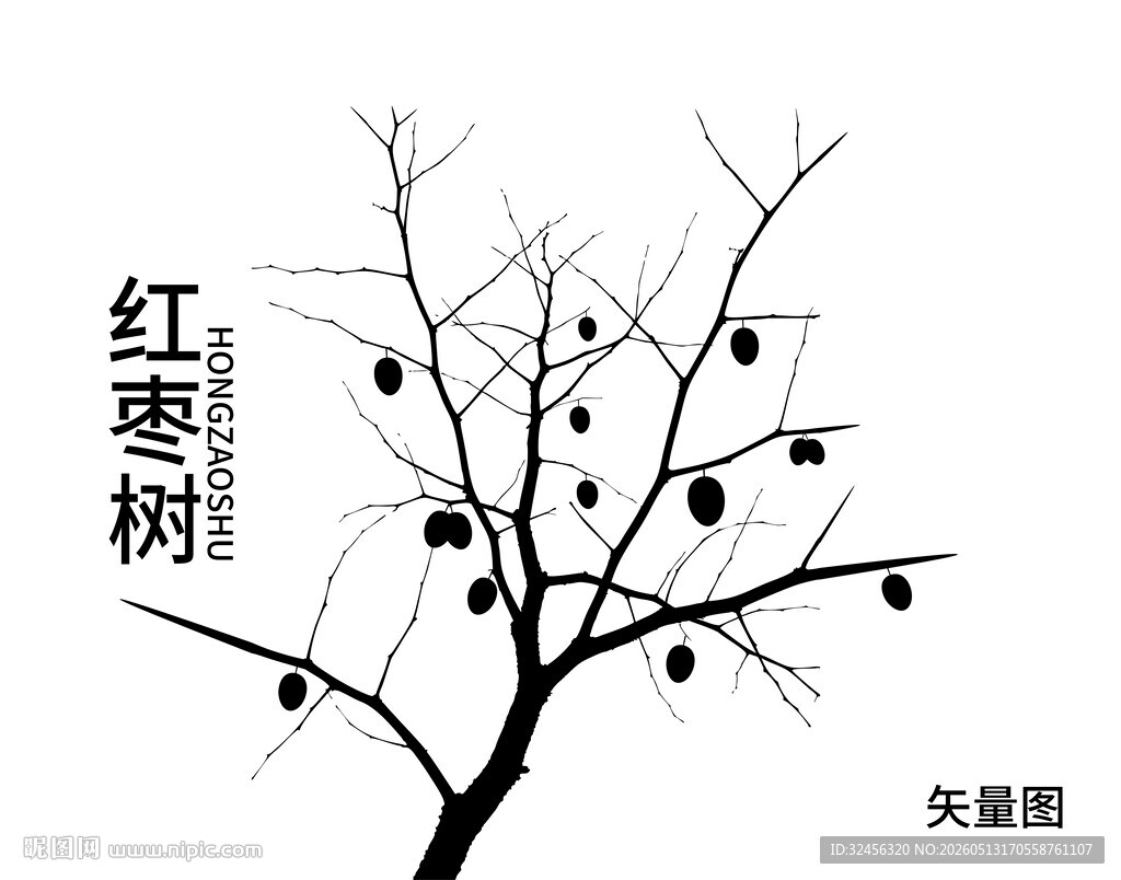 冬日红枣树 枝挂红枣果