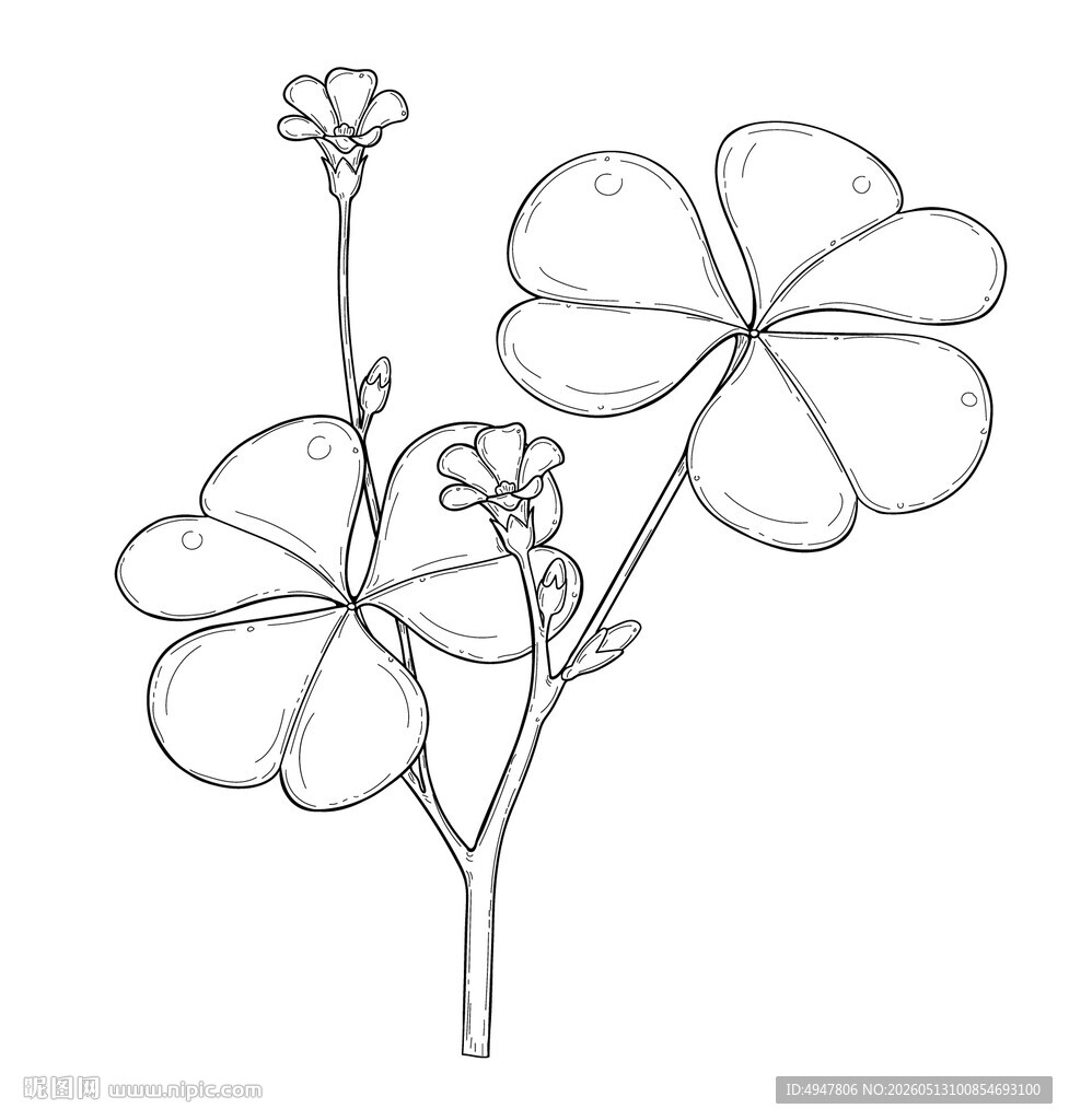 手绘三叶草花卉线条图 矢量图