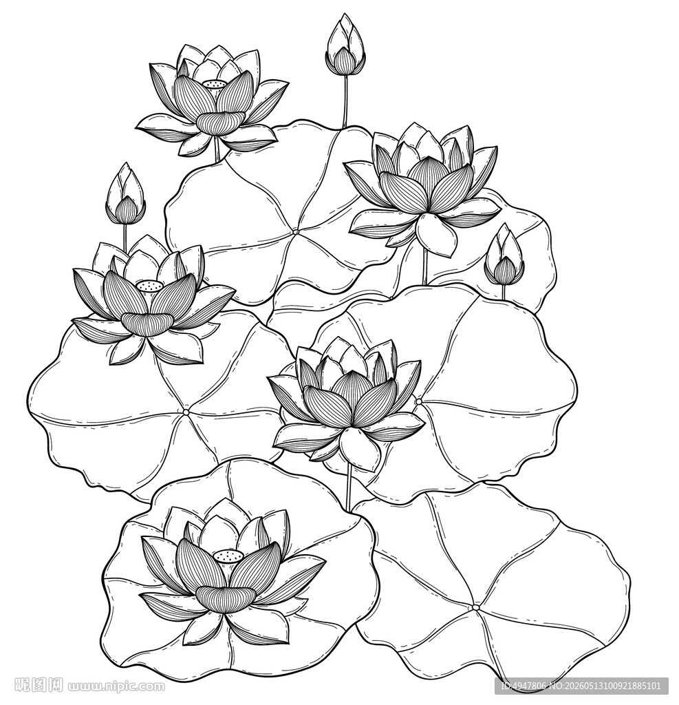 荷花荷叶线描图案 矢量图