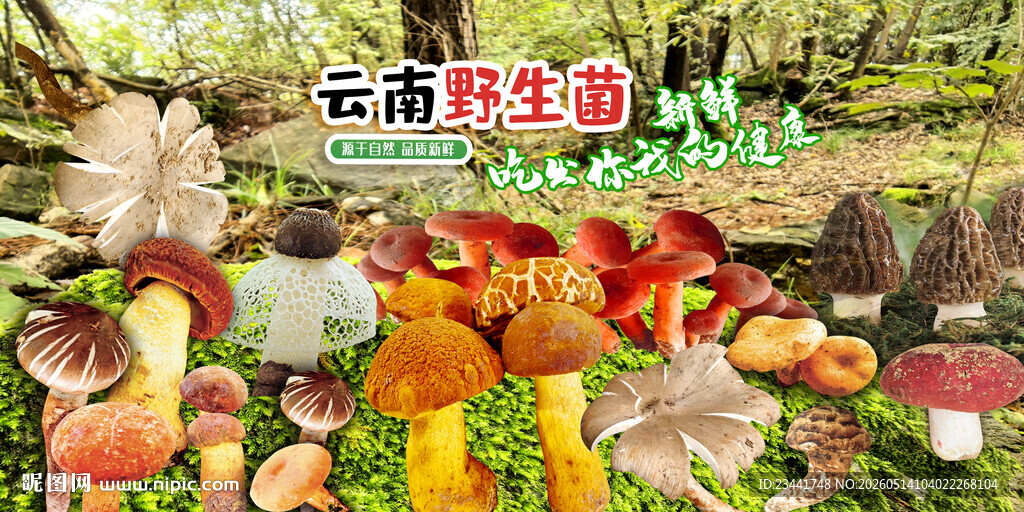 野生菌海报