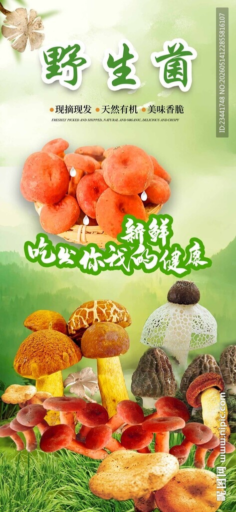野生菌海报