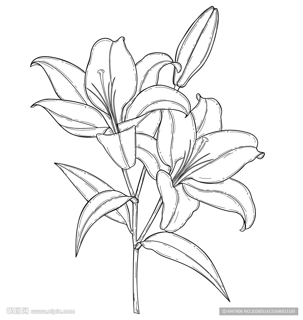 手绘线条百合花图案 矢量图