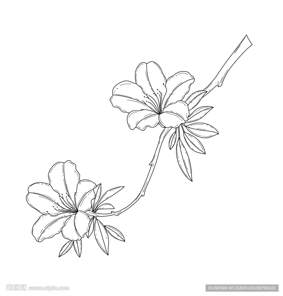 手绘花卉线条图 矢量图