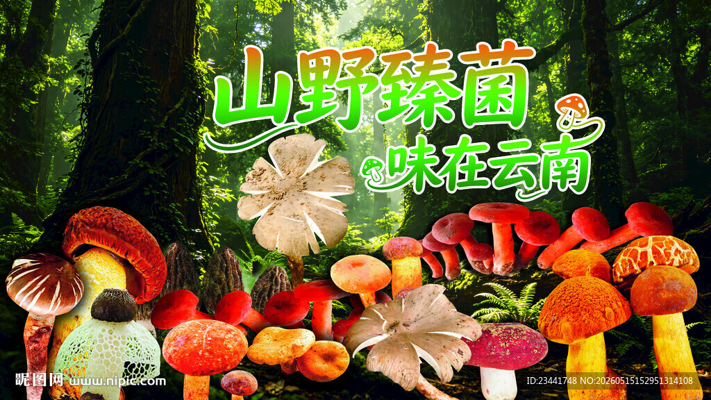 野生菌海报