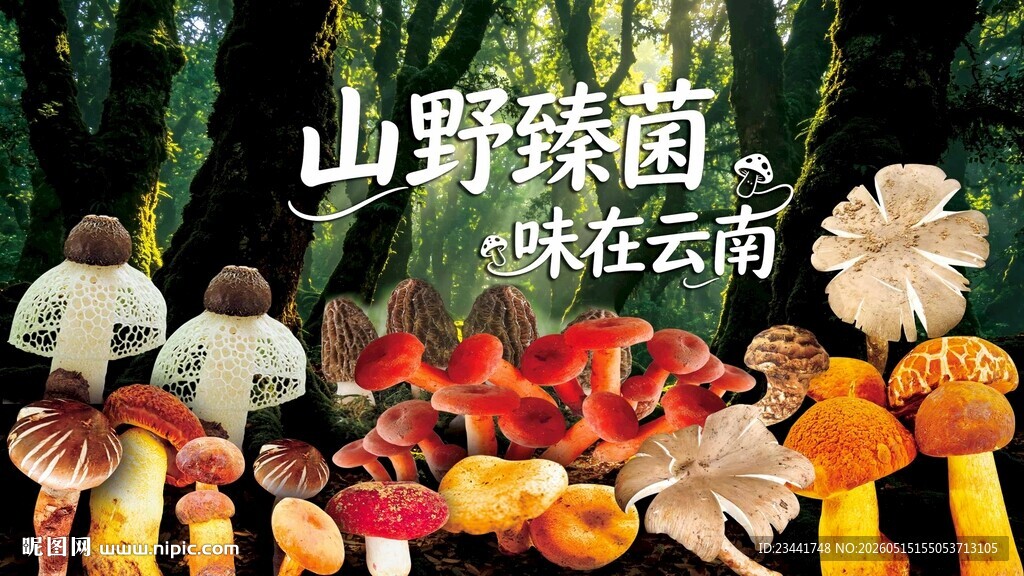 野生菌海报