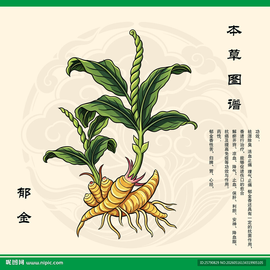 手绘郁金植物插画