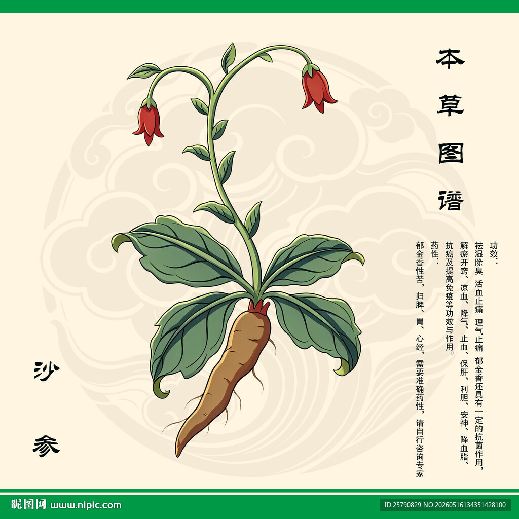 沙参植物插画展示