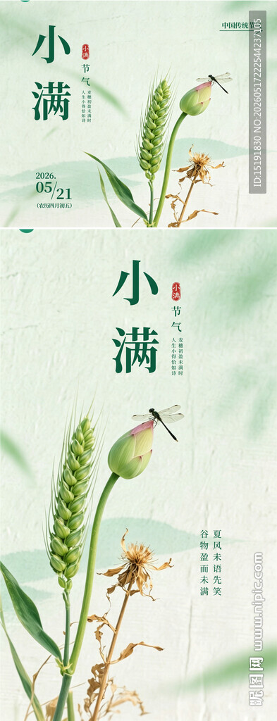 小满时节植物插画图