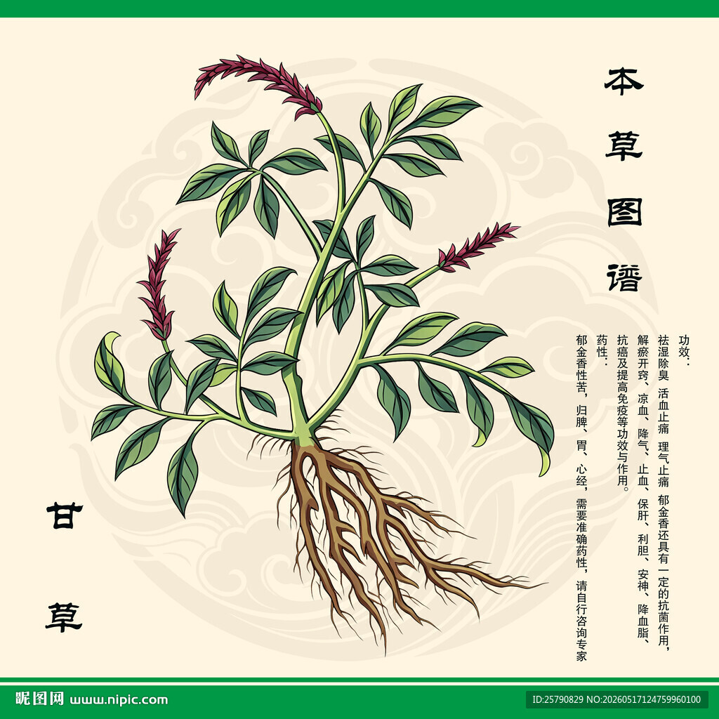 甘草植物图示