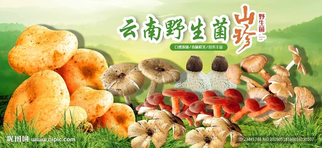 云南野生菌