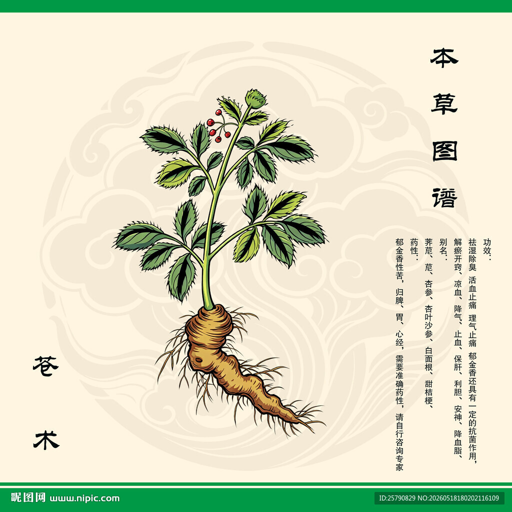 传统手绘苍术草药图