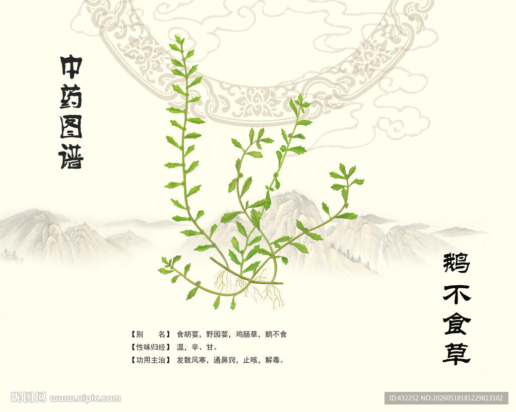 鹅不食草石胡荽