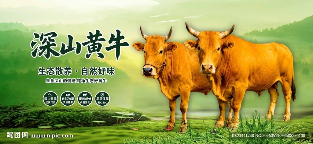 深山黄牛