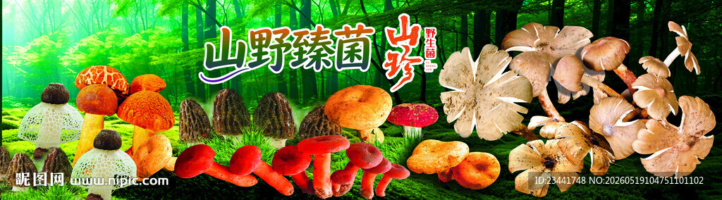 野生菌