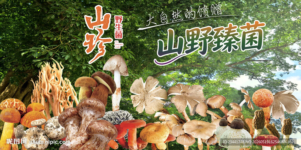 野生菌海报