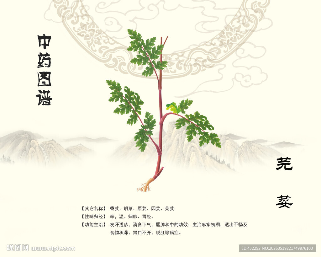 中药芫荽图示