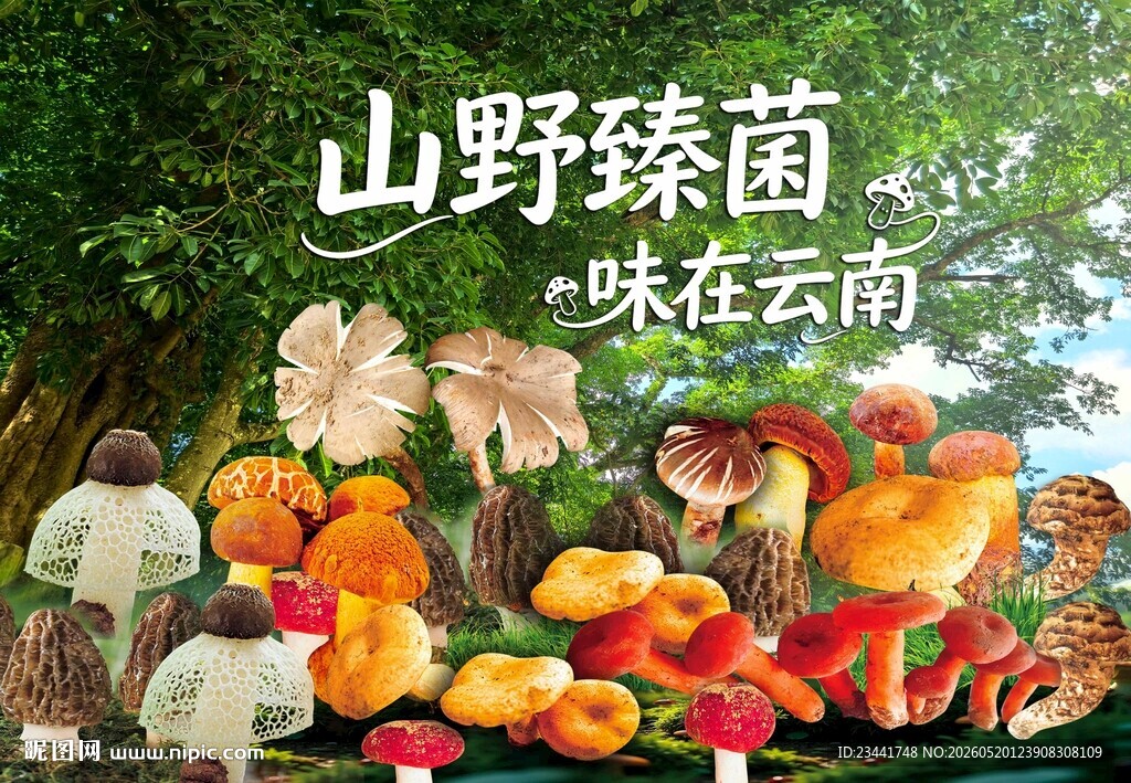 野生菌海报