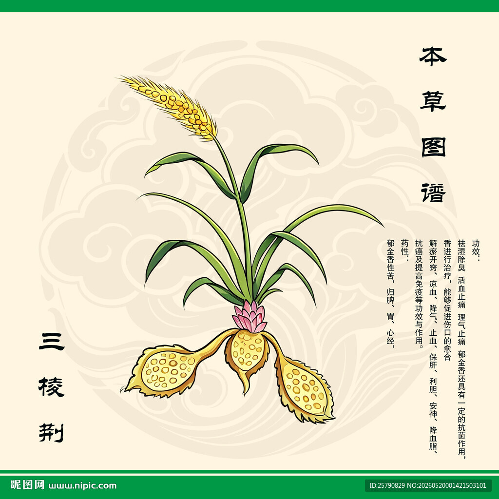 本草纲目之三棱荆