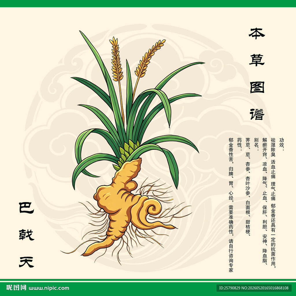 巴戟天植物图示