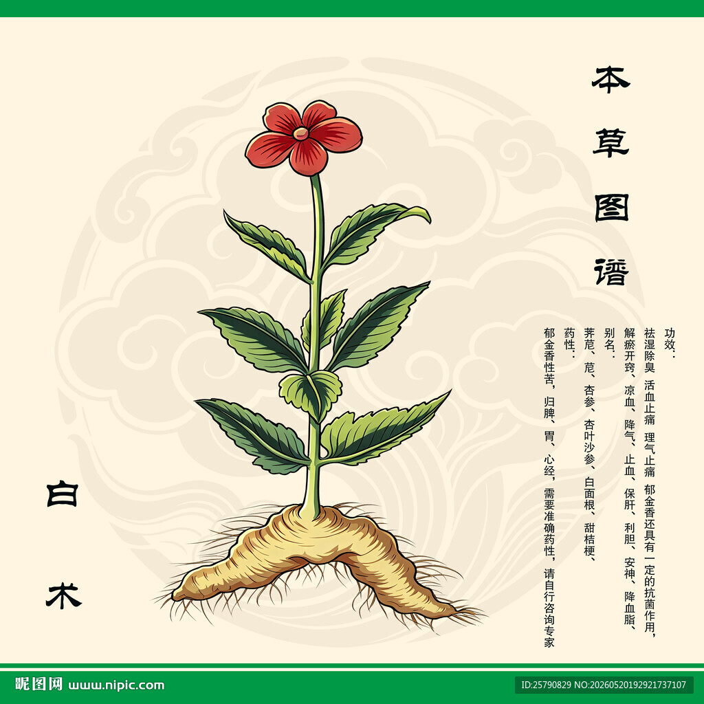 白术植物插画展示