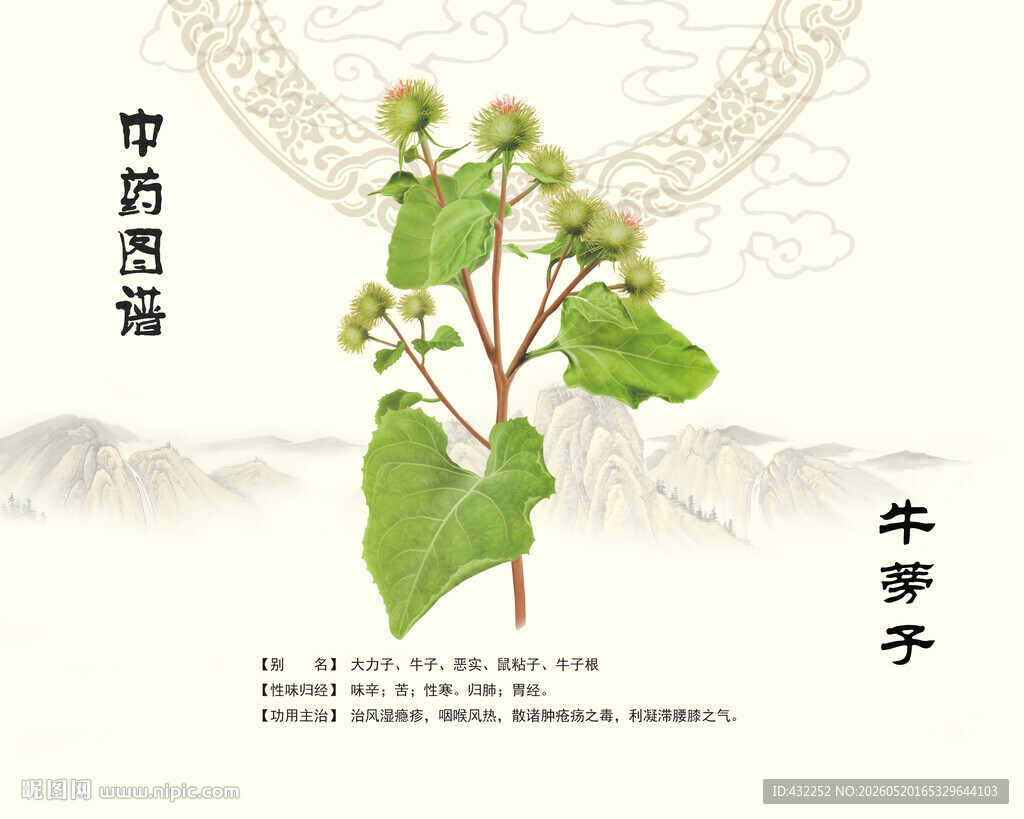 中草药牛蒡子植株图