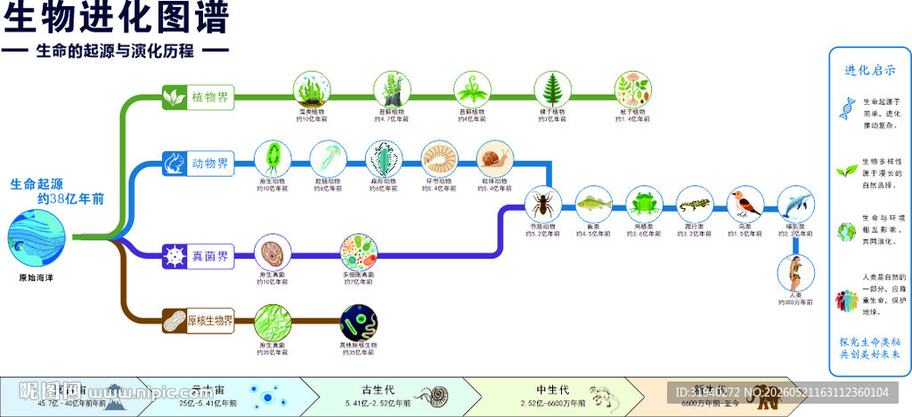 生物进化图