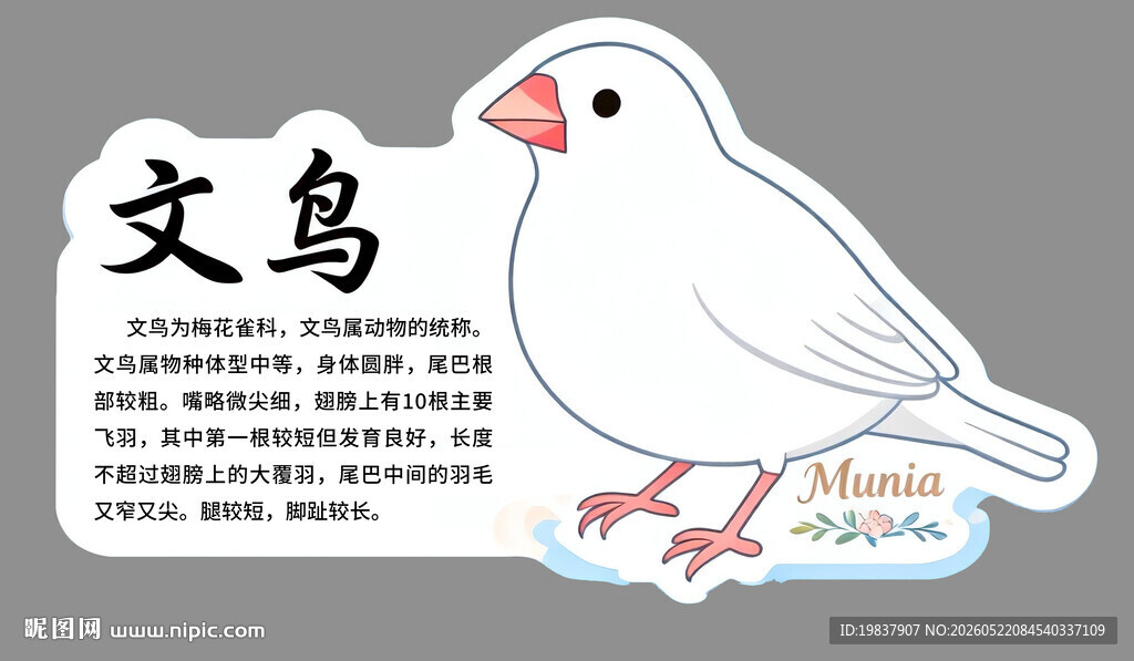 可爱文鸟展示