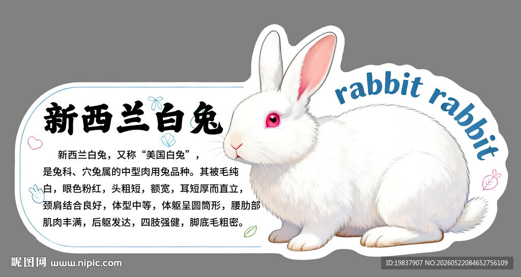 新西兰白兔介绍卡片