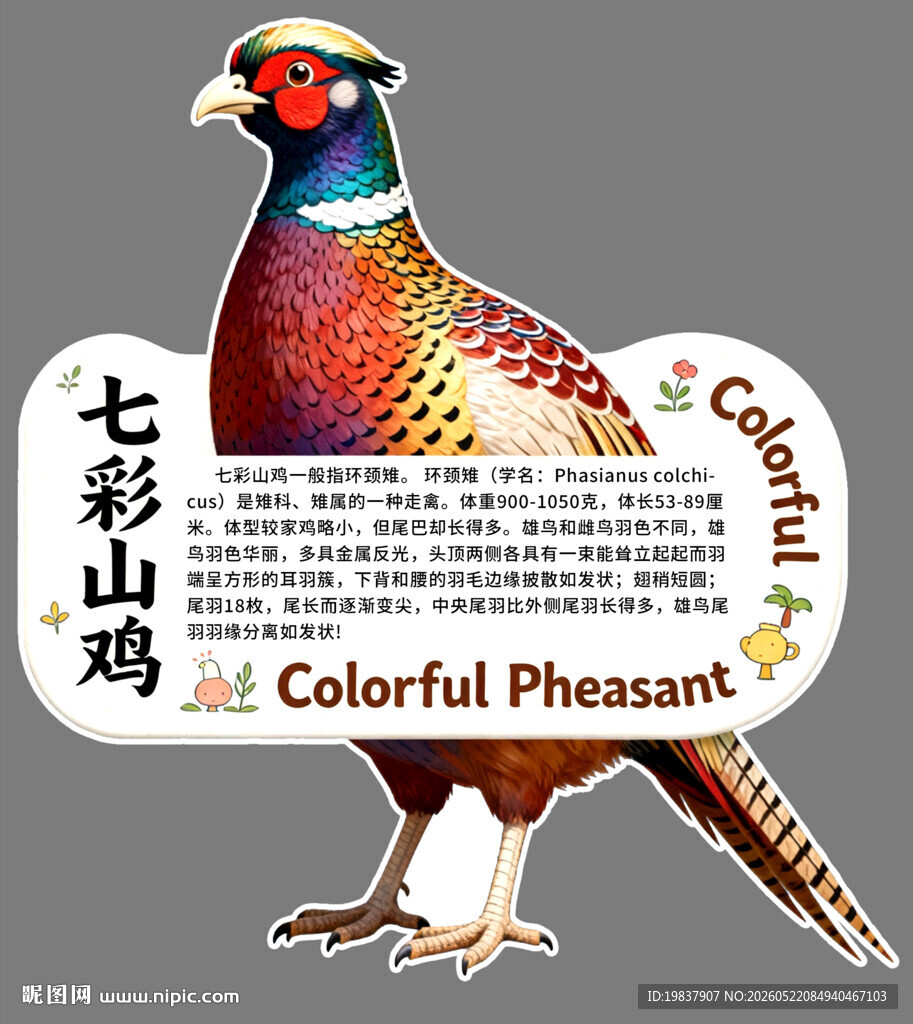 七彩山鸡图案设计素材