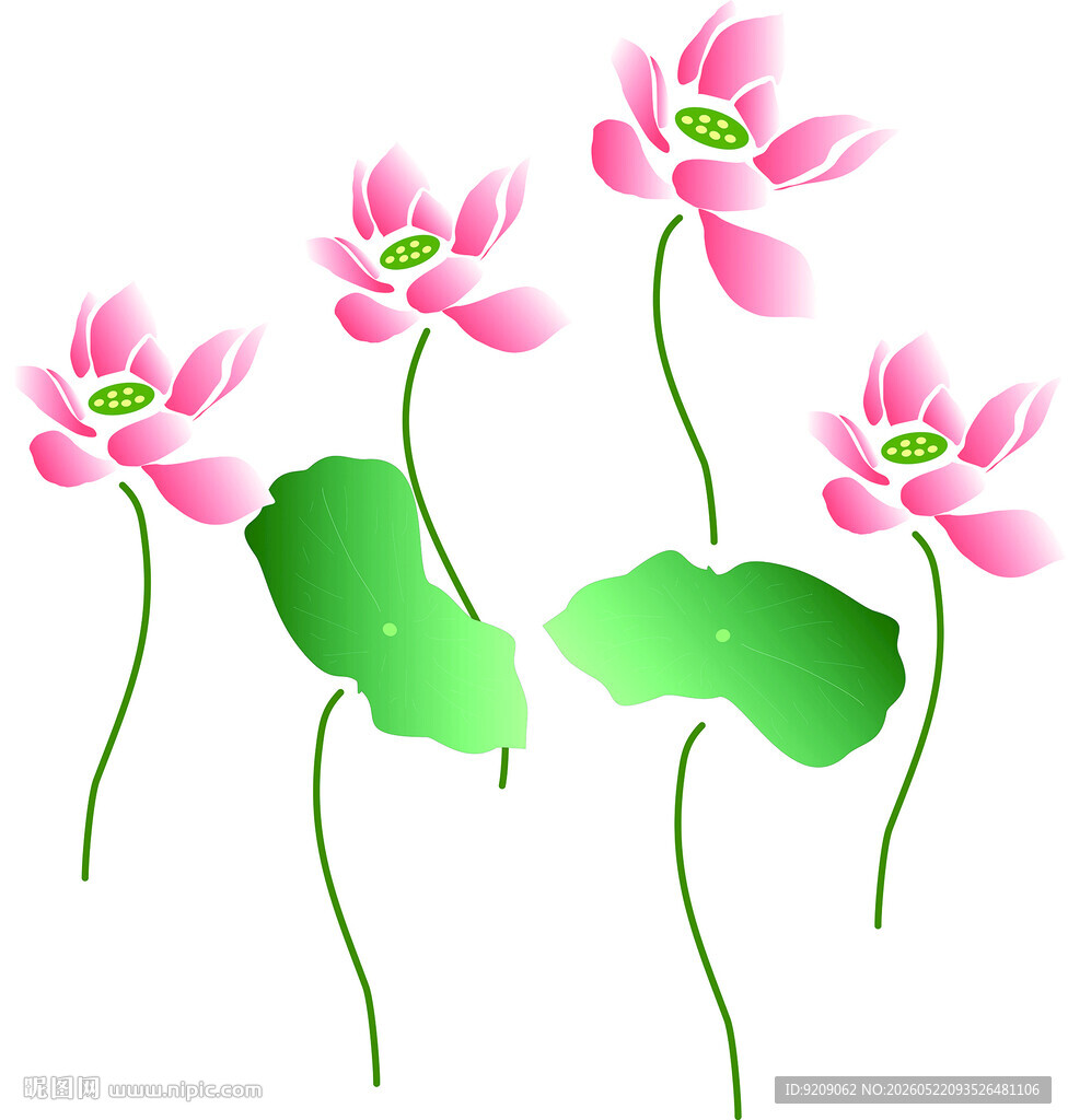 荷花
