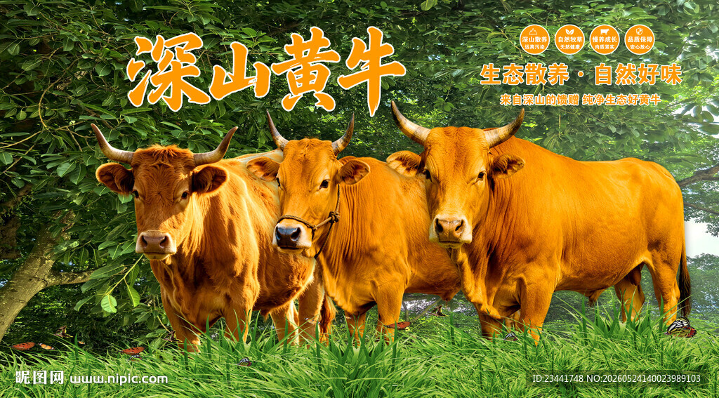 农家黄牛