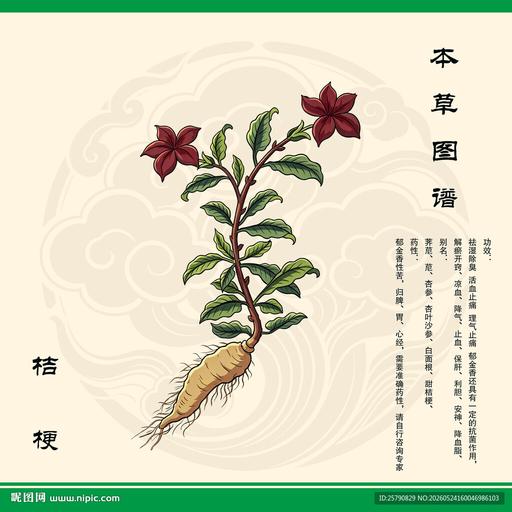 桔梗根草药插画展示