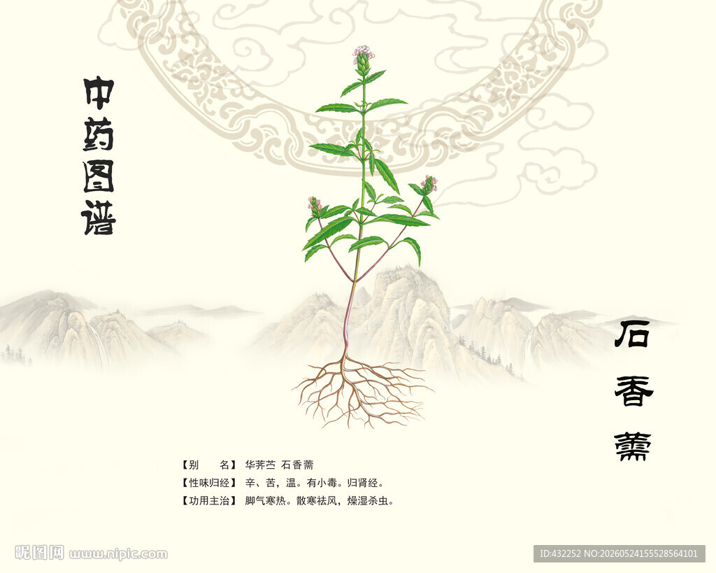 中草药植物荠苎 石香薷 