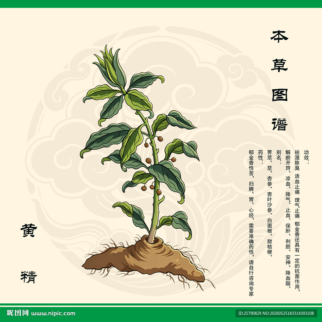 黄精植物图示