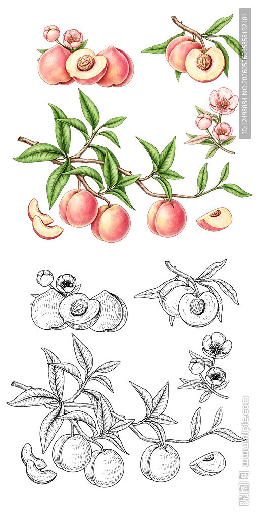水蜜桃插画