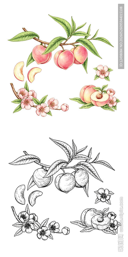 水蜜桃线稿