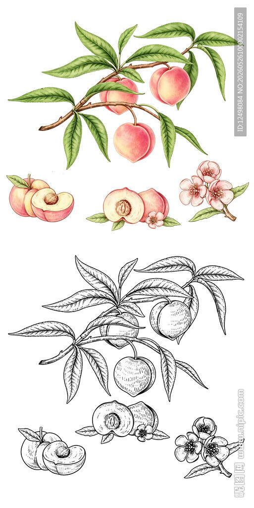 水蜜桃