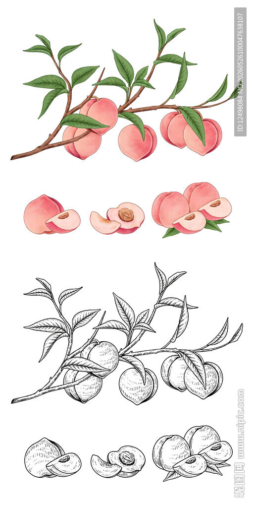 水蜜桃插画