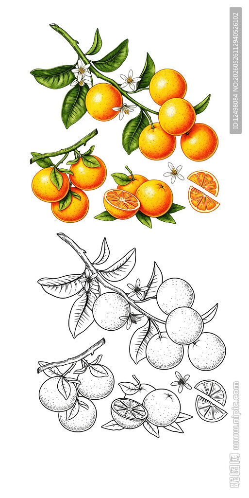 橙子插画