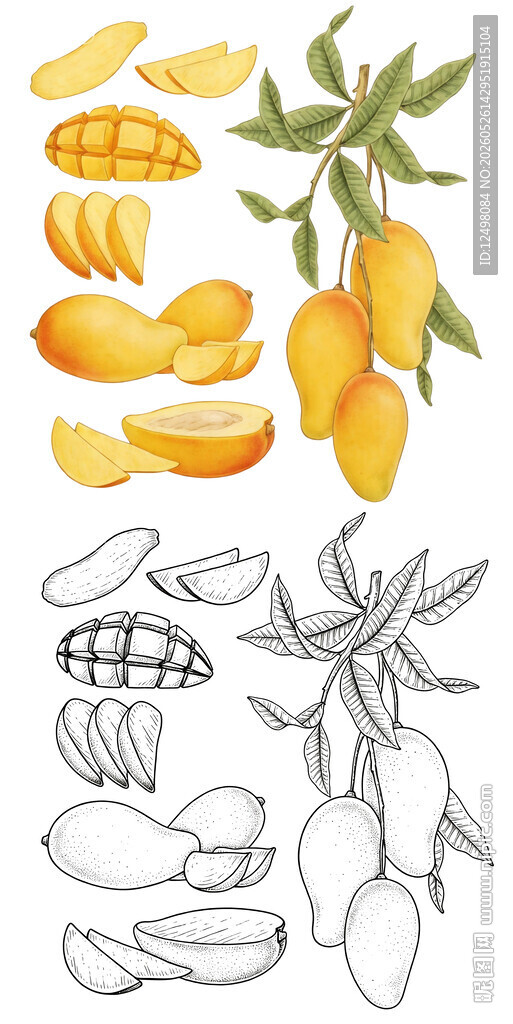 芒果插画