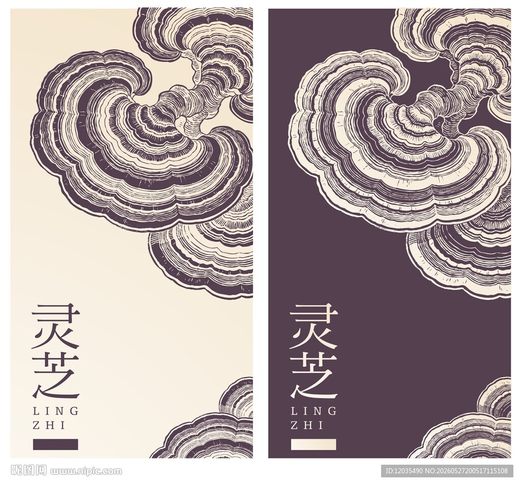 灵芝