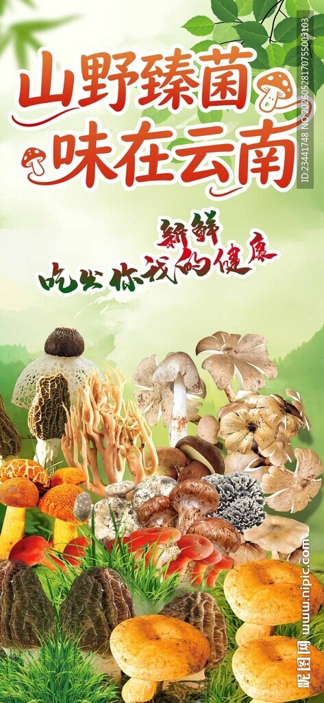 云南野生菌