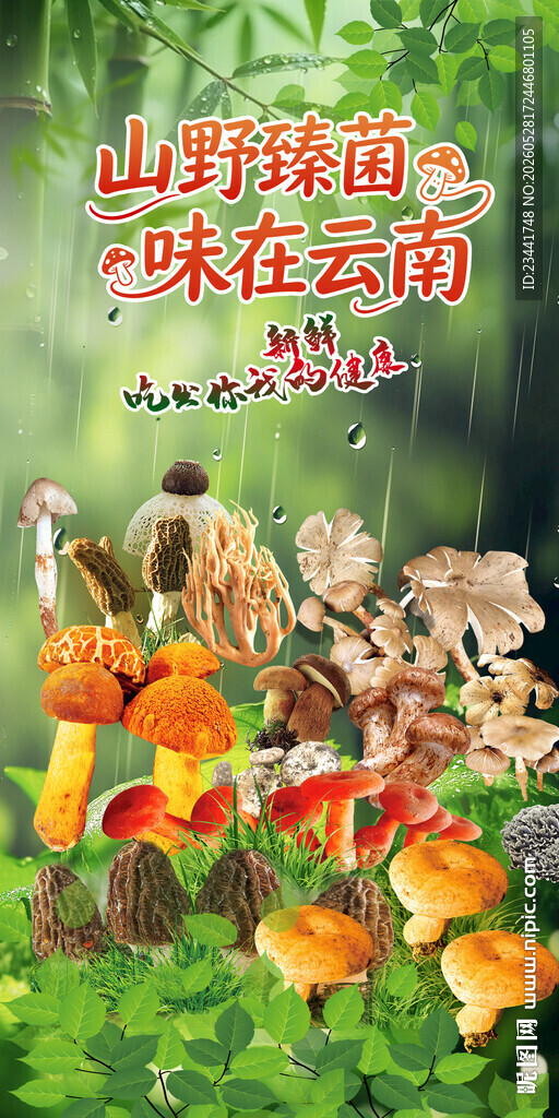 云南野生菌