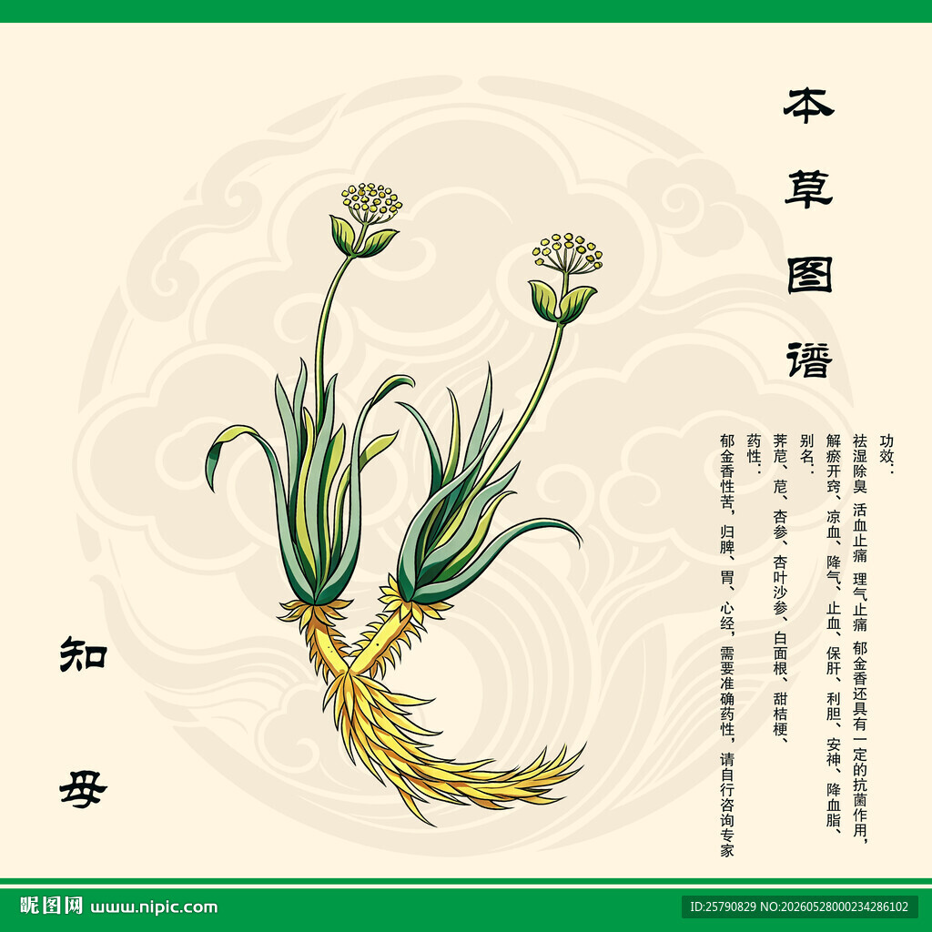 知母植物植株